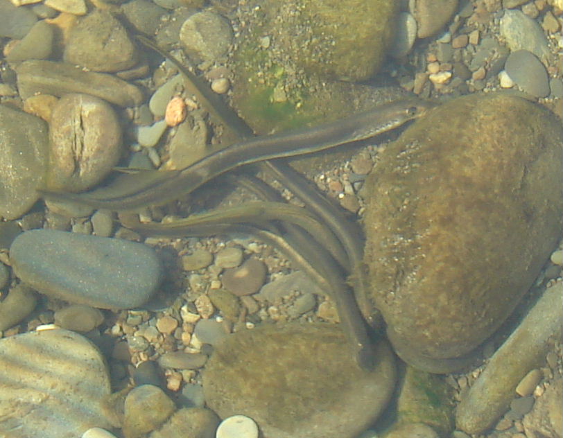 Lampreys